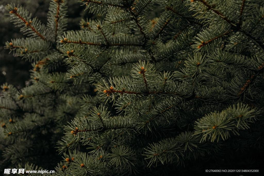 圣诞树 装饰 场景图片