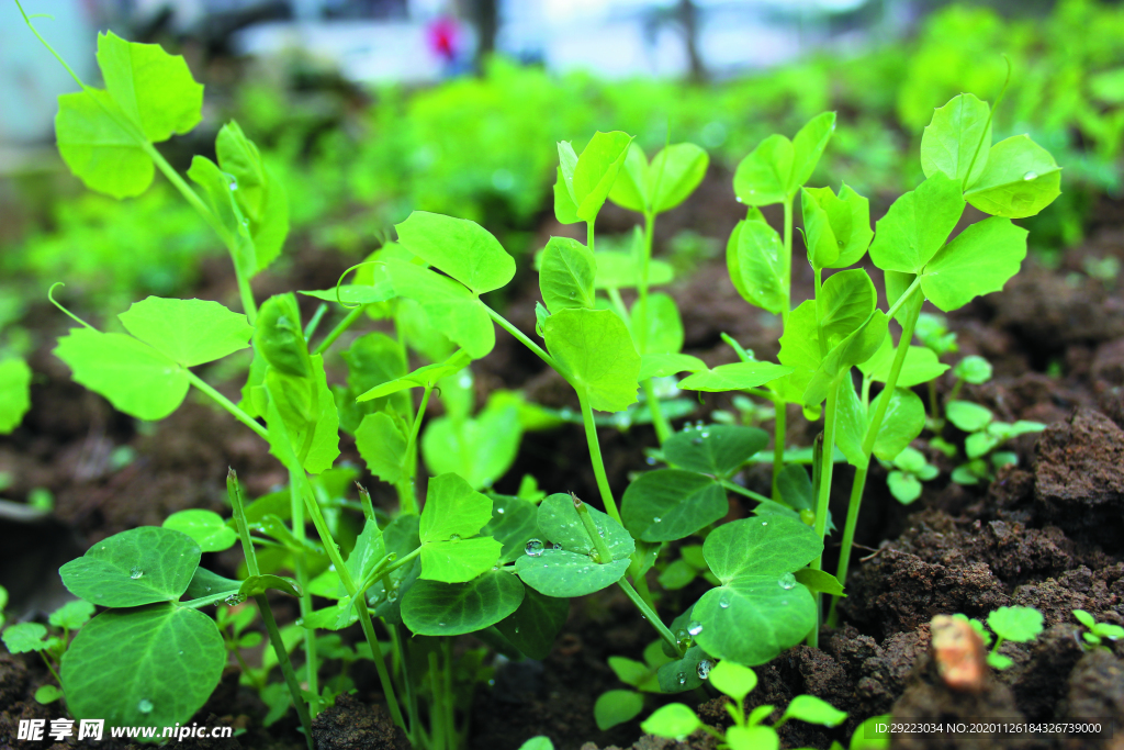 豌豆苗
