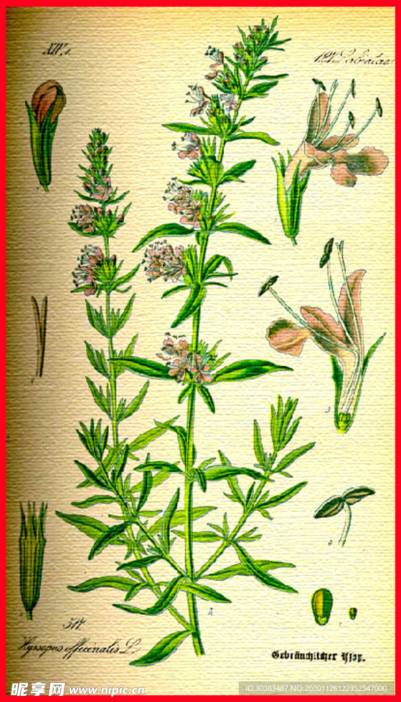 花朵 手绘植物