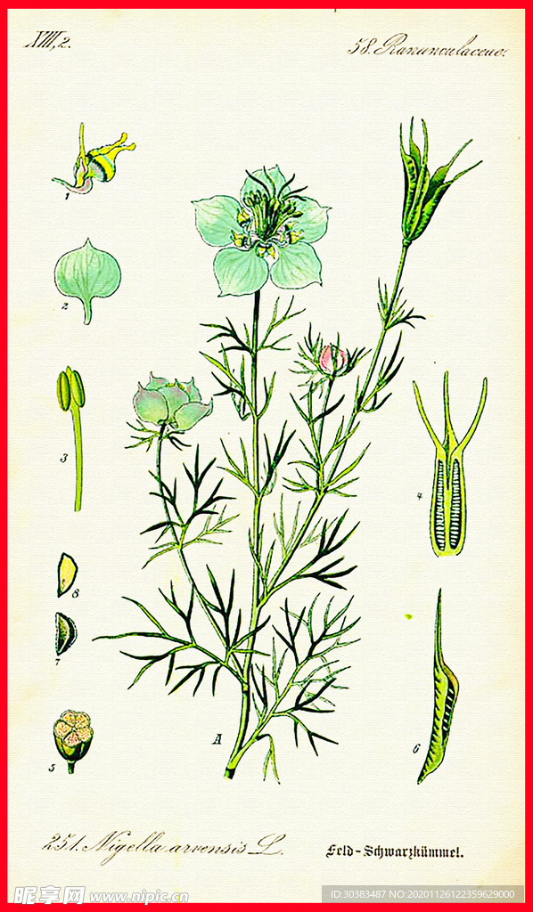 手绘植物叶子 绿叶