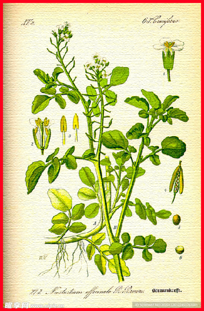 绿叶 叶子 叶脉