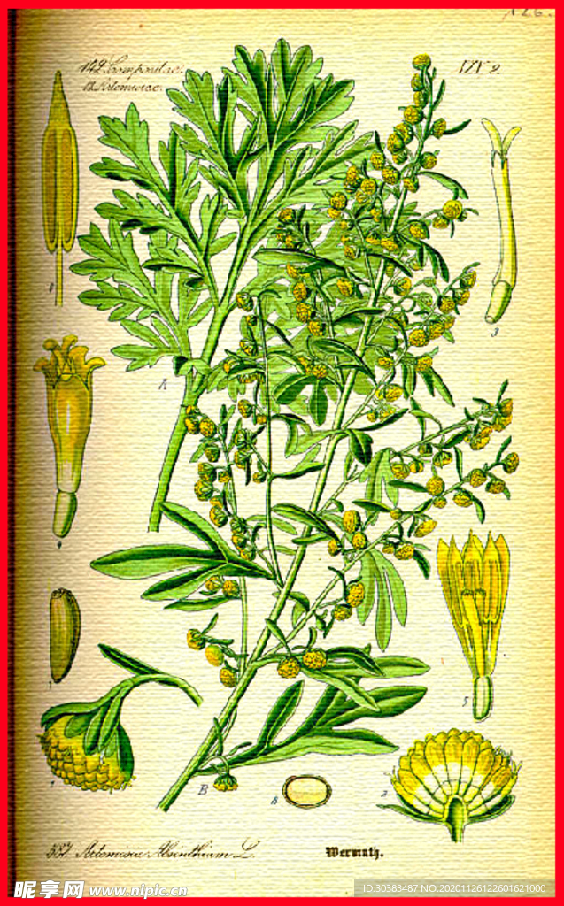 小清新绿色植物