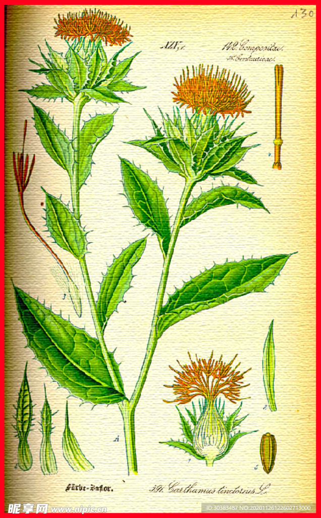 植物 叶子  叶脉