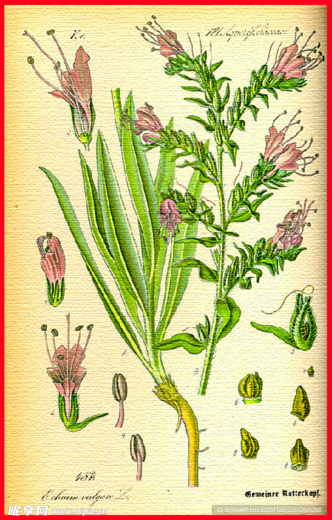 绿叶 叶子 叶脉