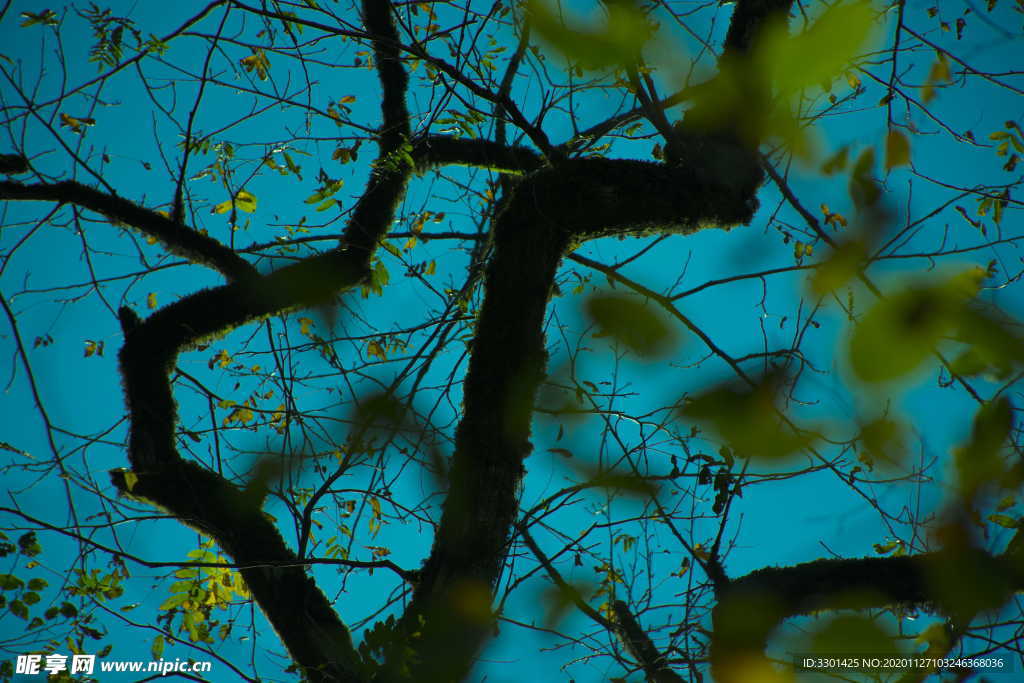 树枝与天空