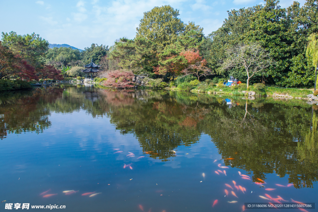 西湖 花港观鱼