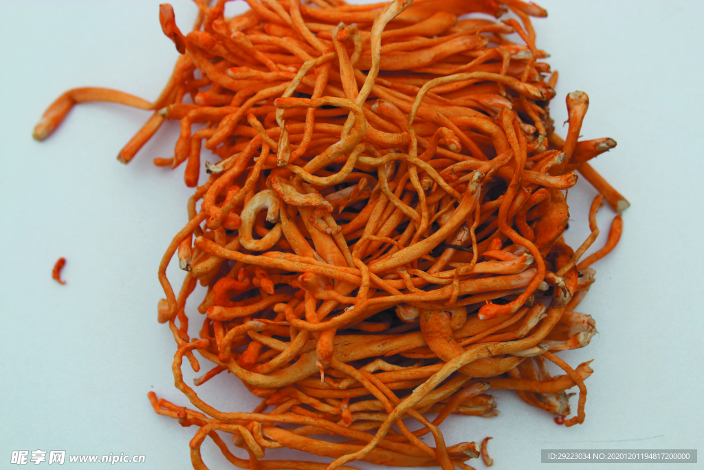 虫草花   菌   蘑菇