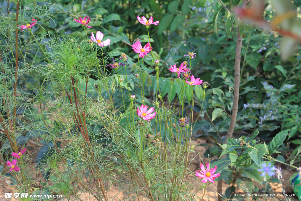 鲜花花朵花卉