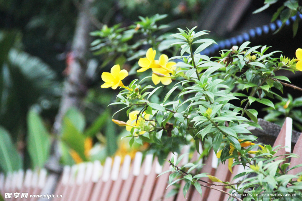 鲜花花朵花卉