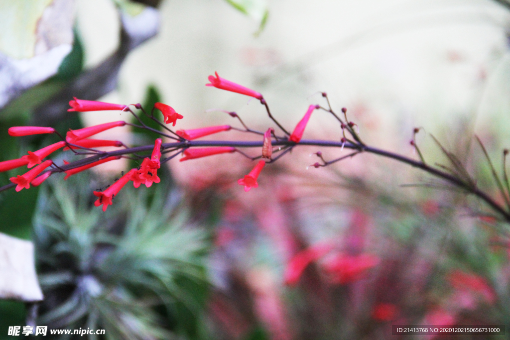 鲜花花朵花卉