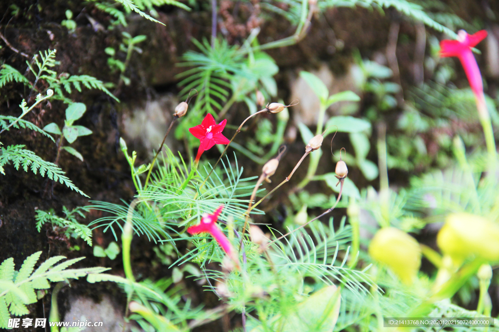 鲜花花朵花卉
