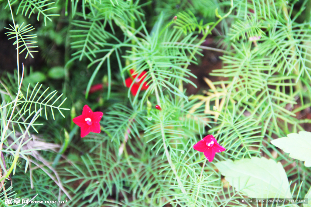 鲜花花朵花卉
