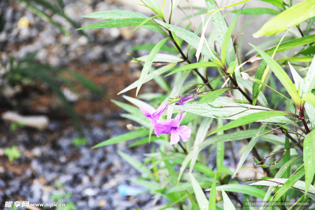 鲜花花朵花卉