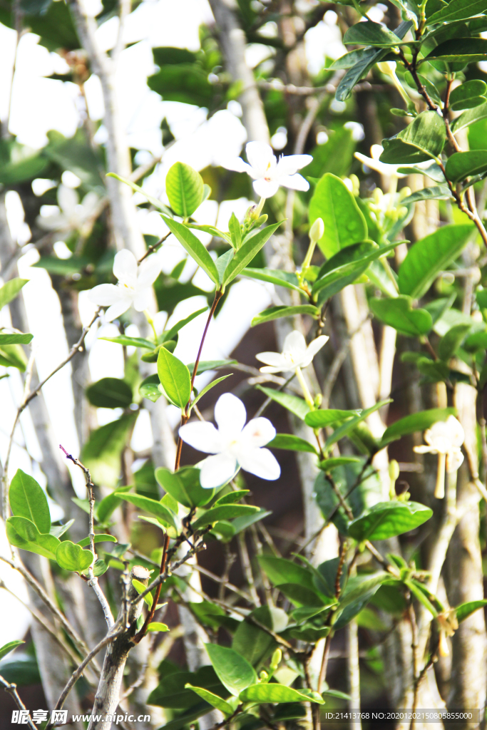 鲜花花朵花卉
