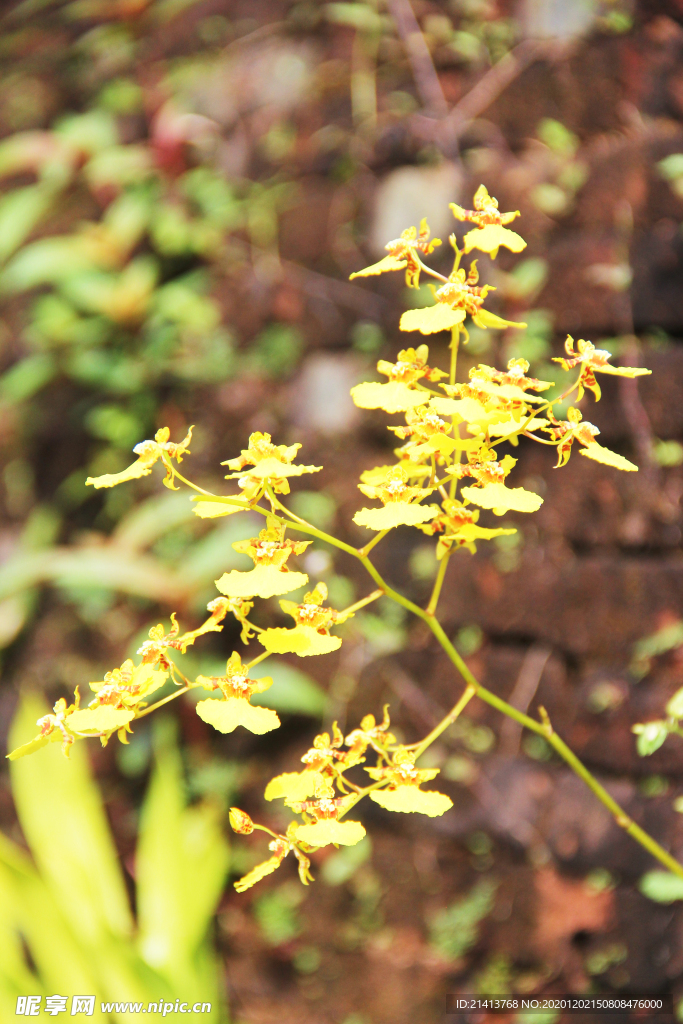 鲜花花朵花卉