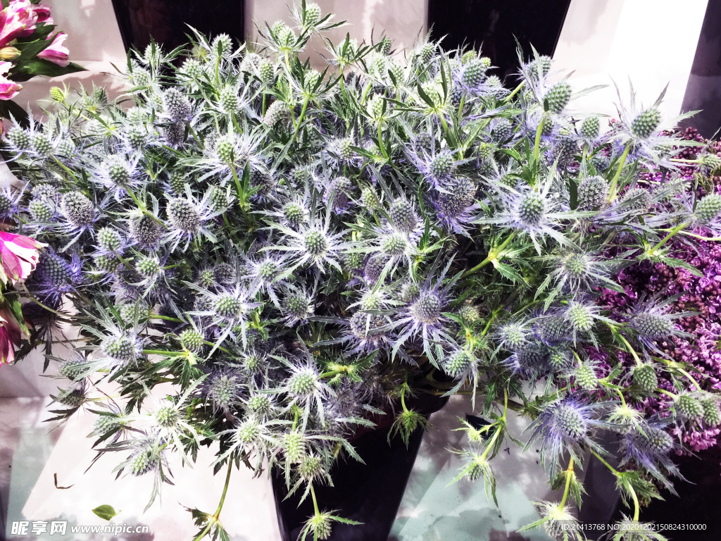 鲜花花朵花卉