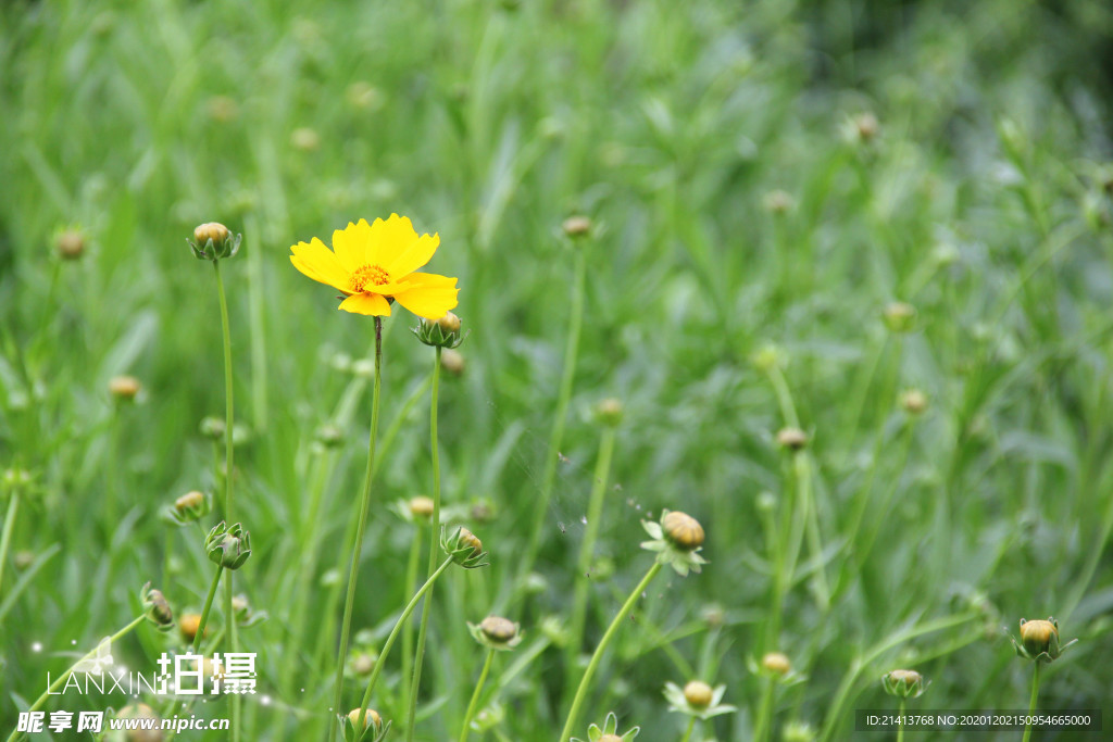 鲜花花朵花卉
