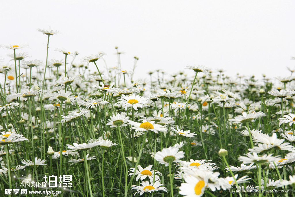 鲜花花朵花卉
