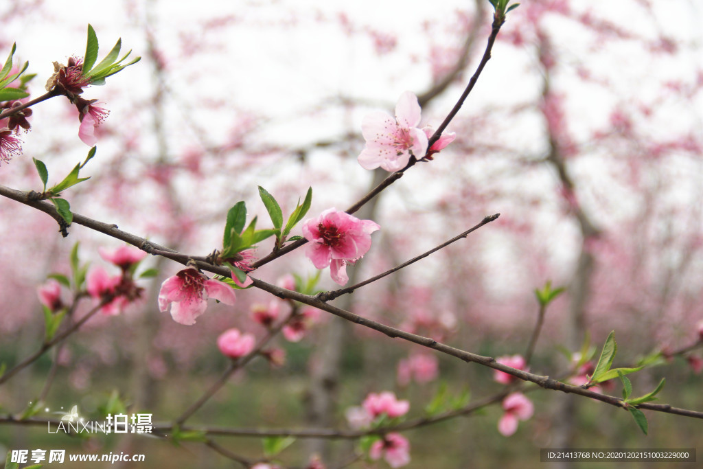 鲜花花朵花卉