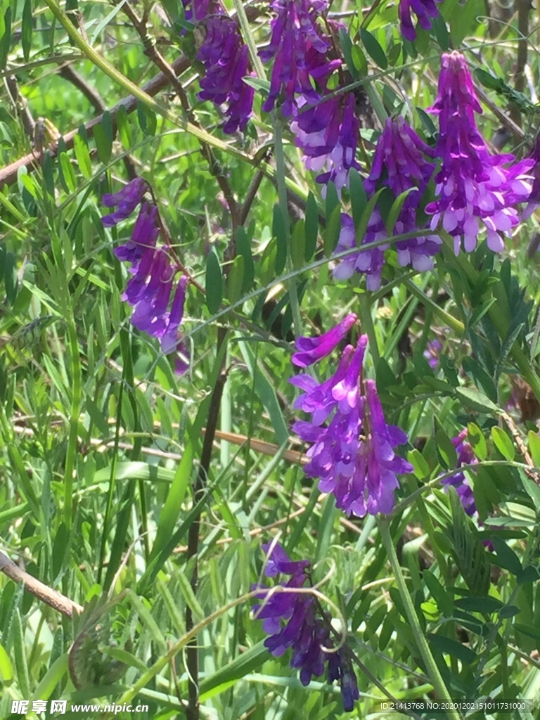 鲜花花朵花卉