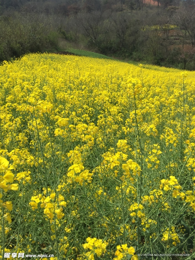 鲜花花朵花卉