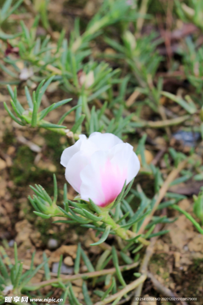鲜花花朵花卉
