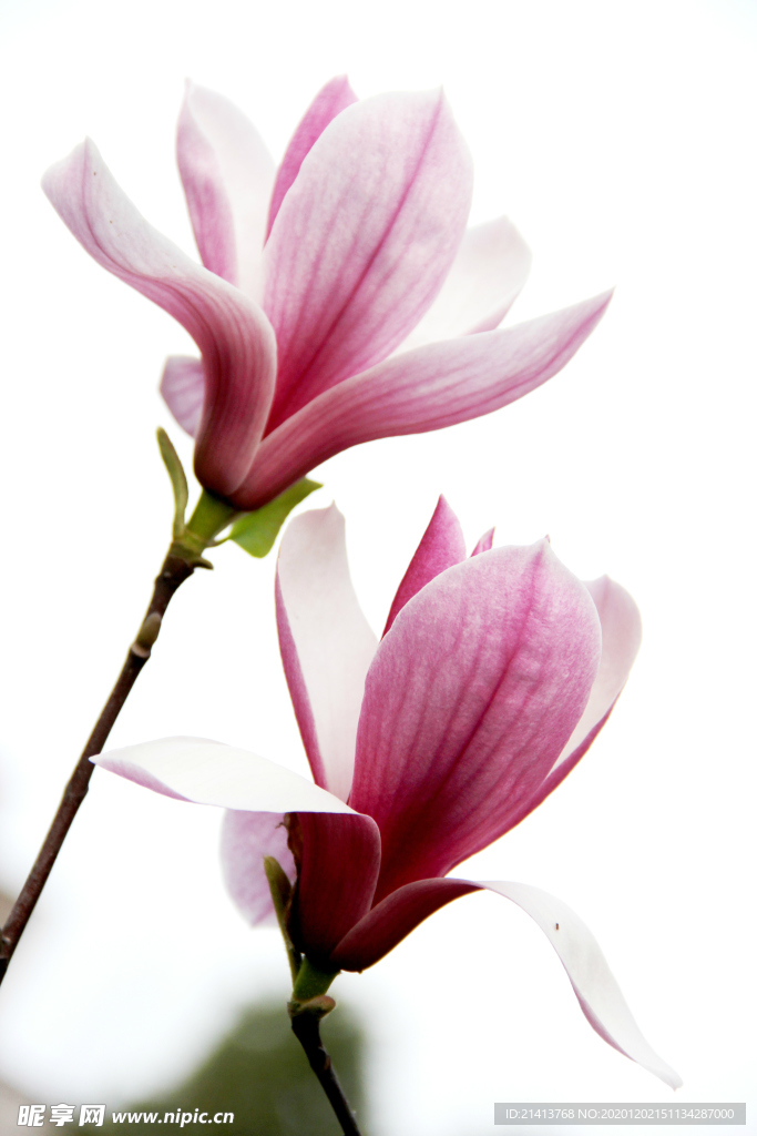 鲜花花朵花卉
