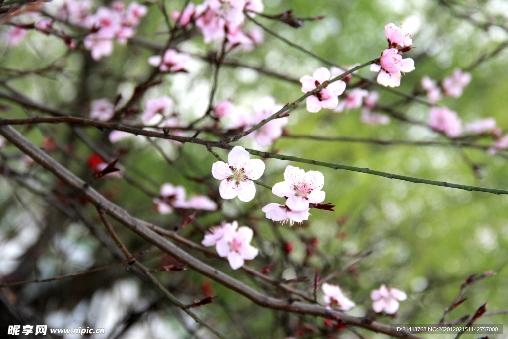 鲜花花朵花卉