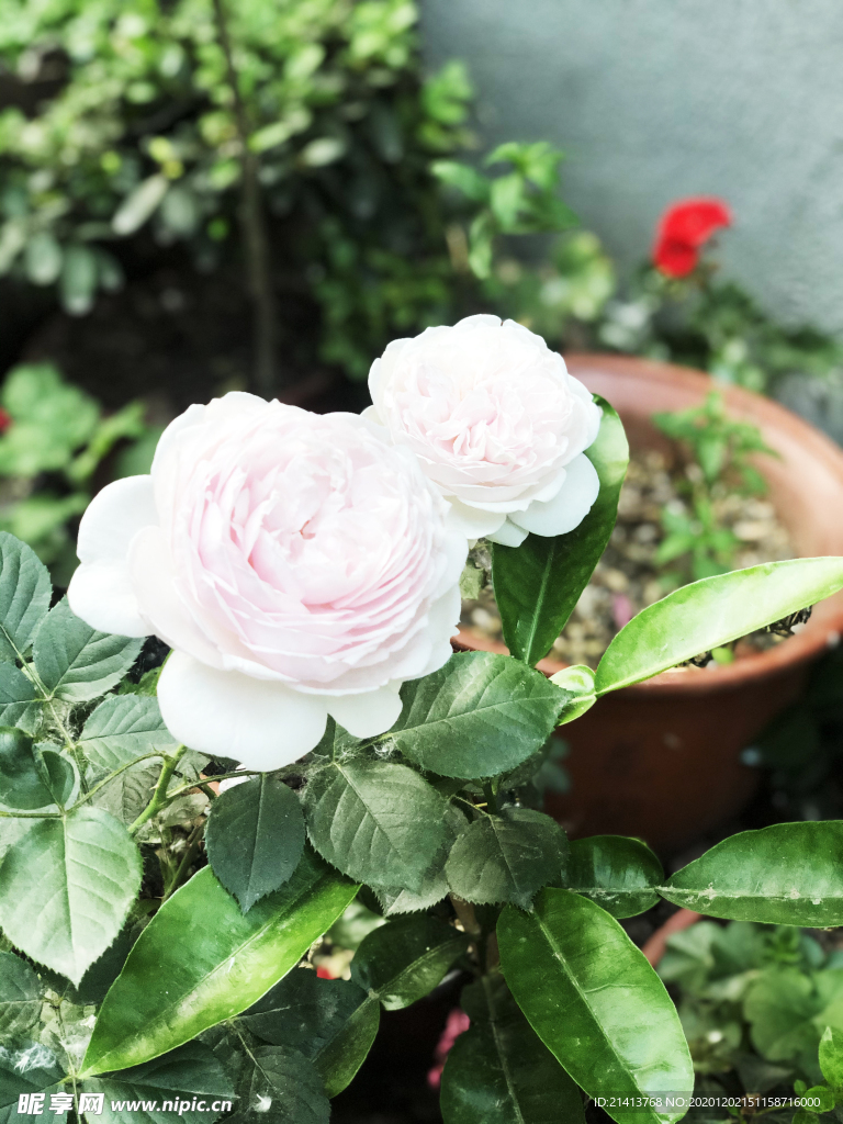 鲜花花朵花卉