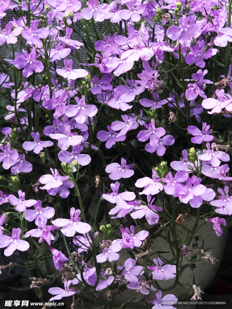 鲜花花朵花卉