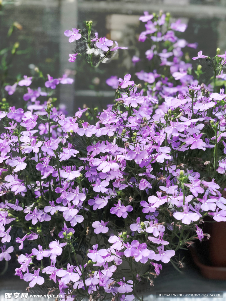 鲜花花朵花卉