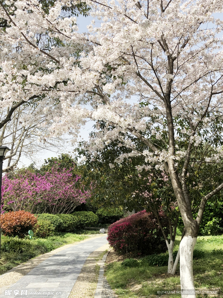 鲜花花朵花卉