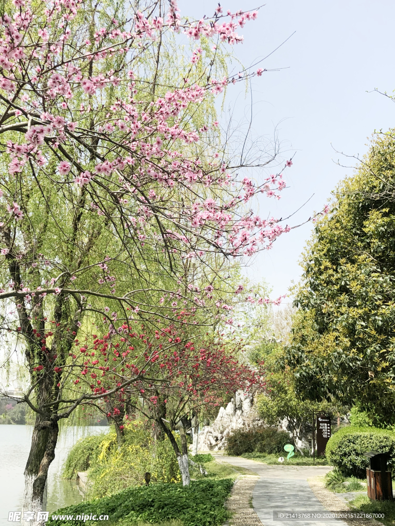 鲜花花朵花卉
