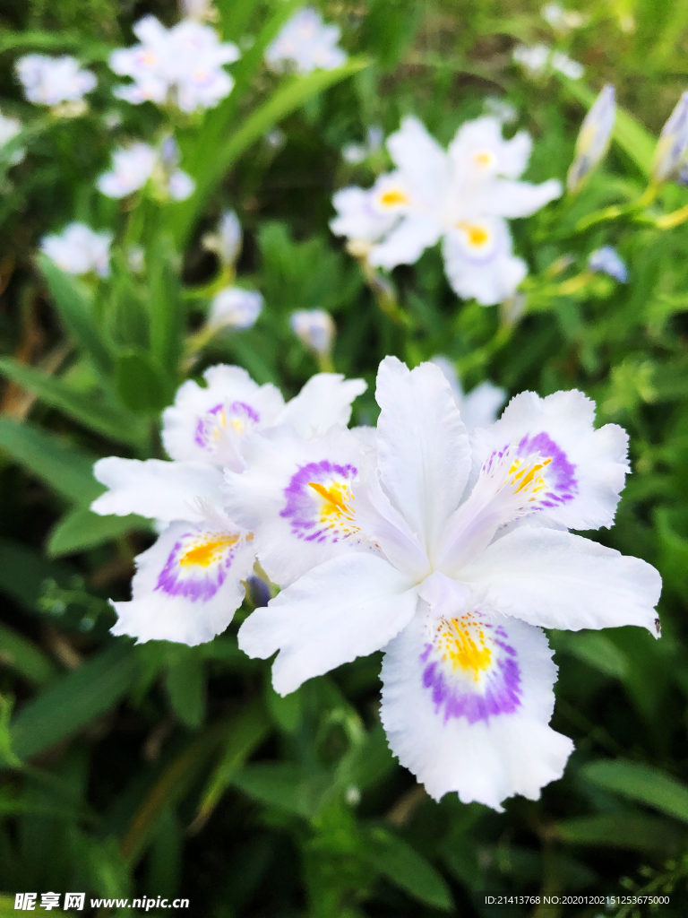 鲜花花朵花卉