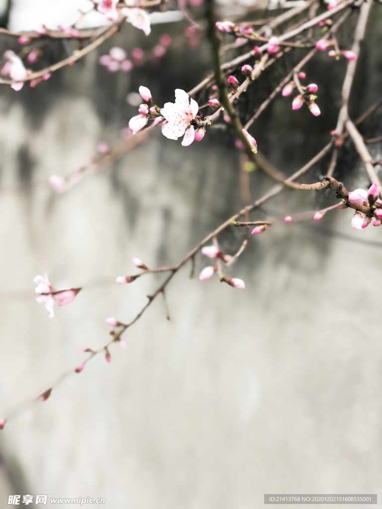 鲜花花朵花卉