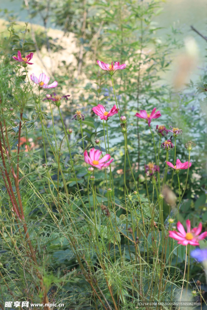鲜花花朵花卉