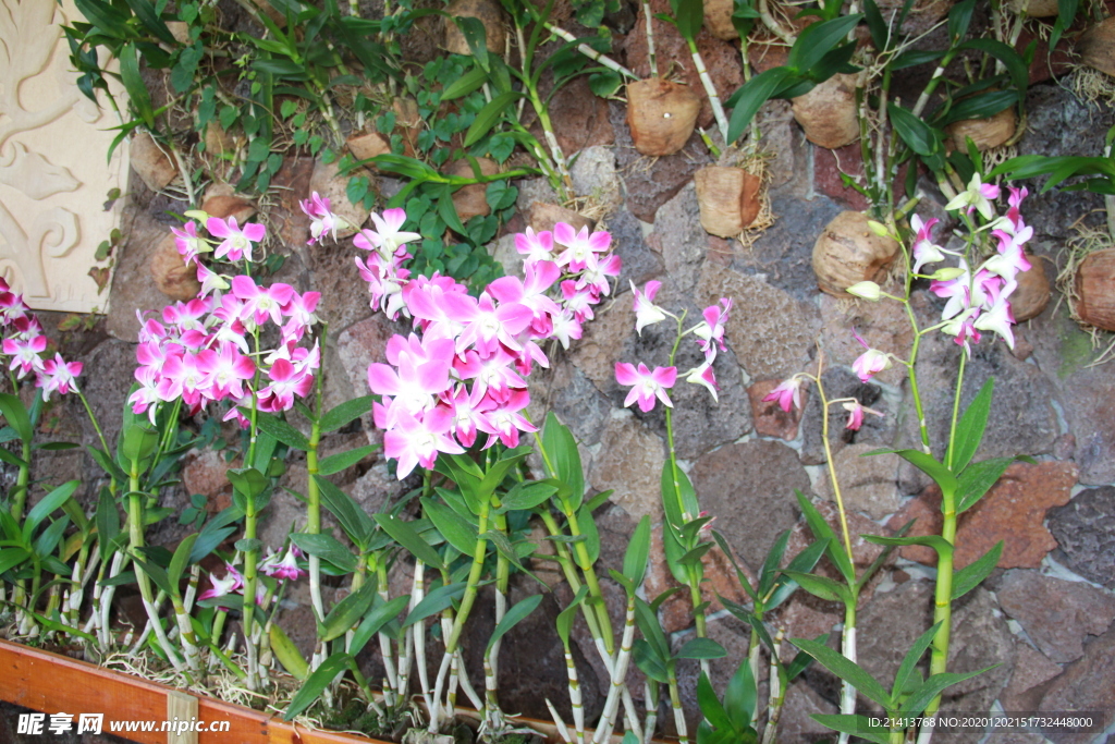 鲜花花朵花卉