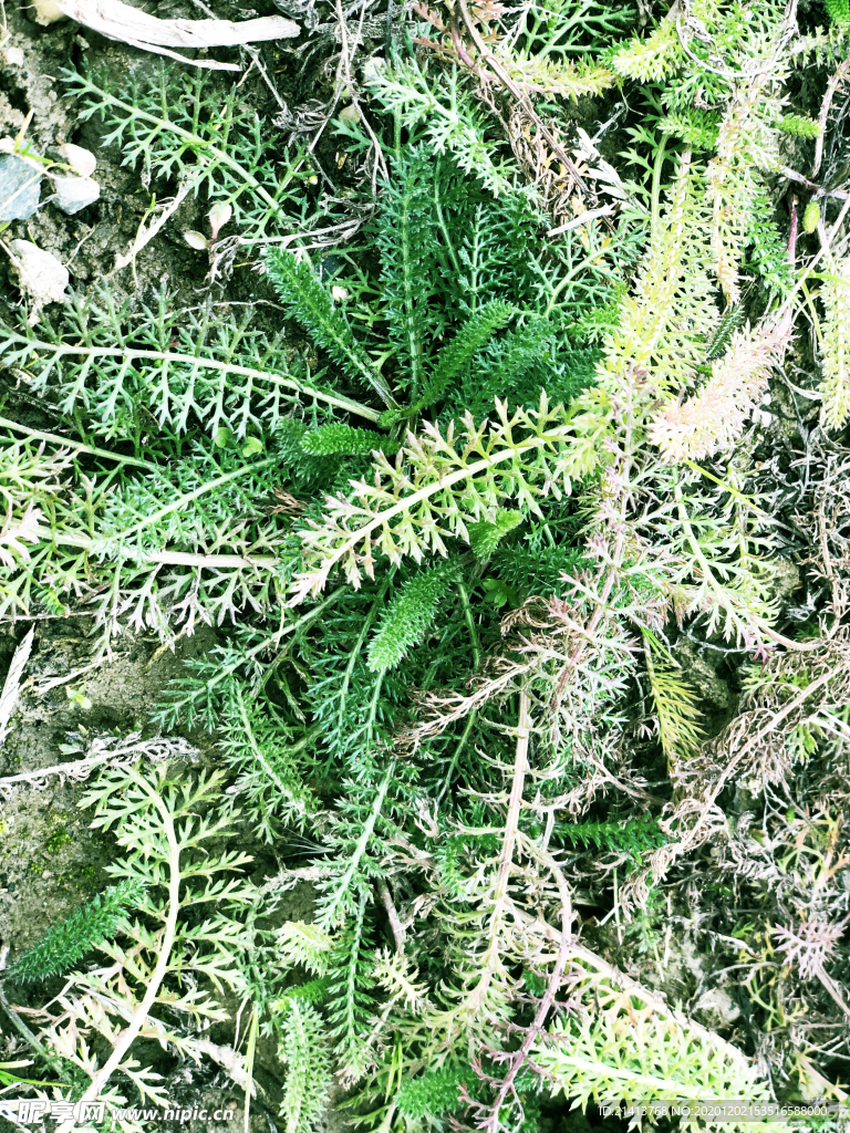绿植绿叶树叶