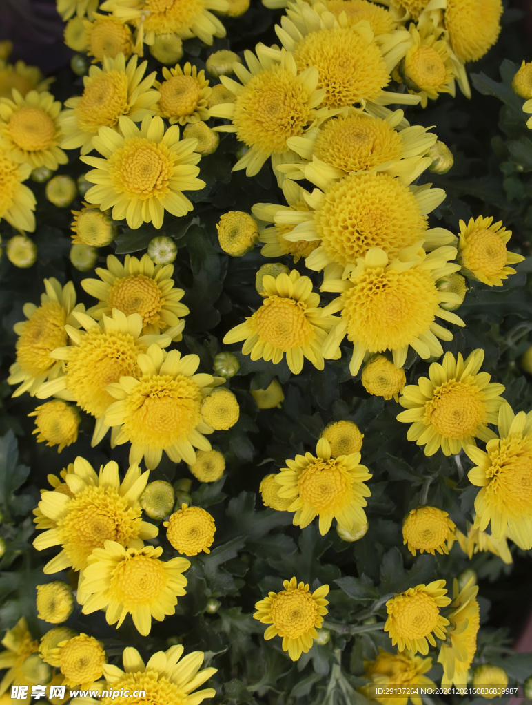 黄色菊花