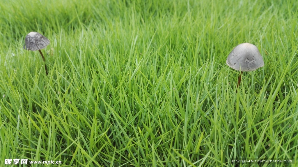 草地