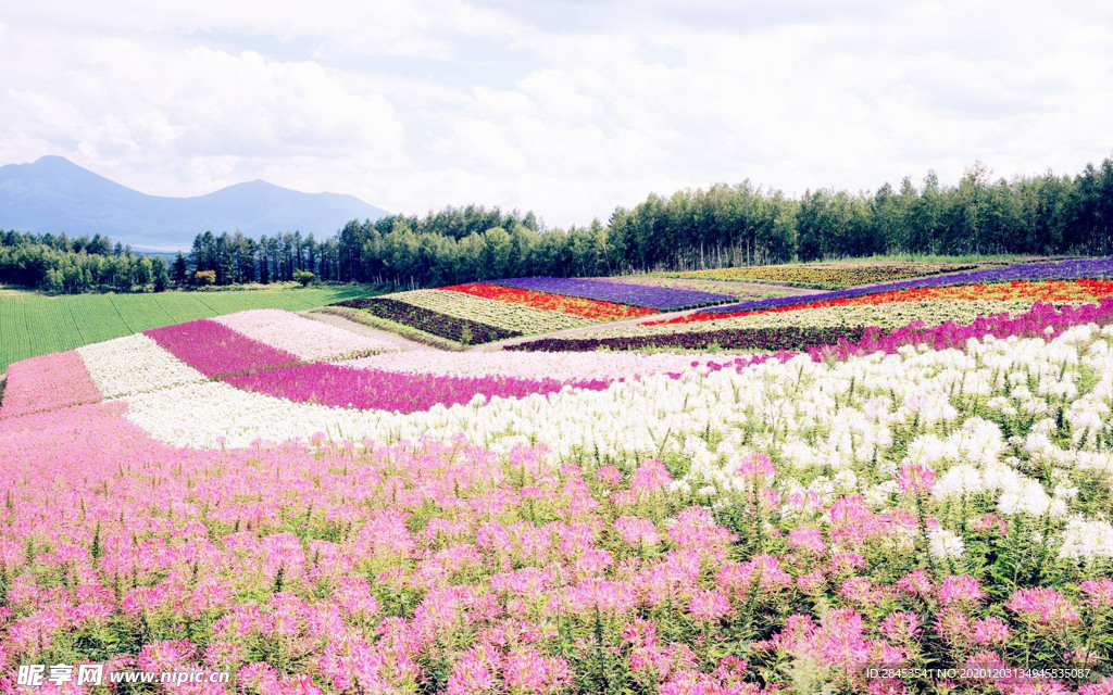 风景