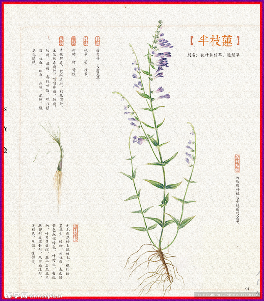 半枝莲 本草纲目