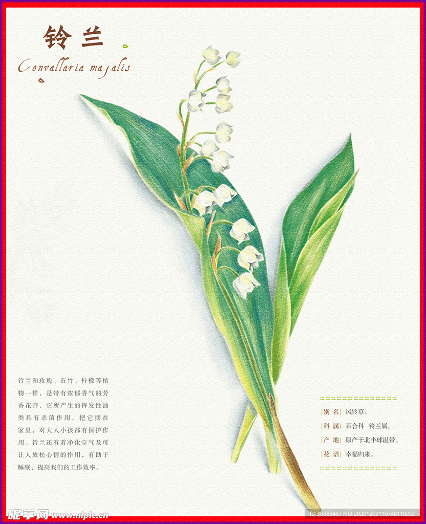 铃兰