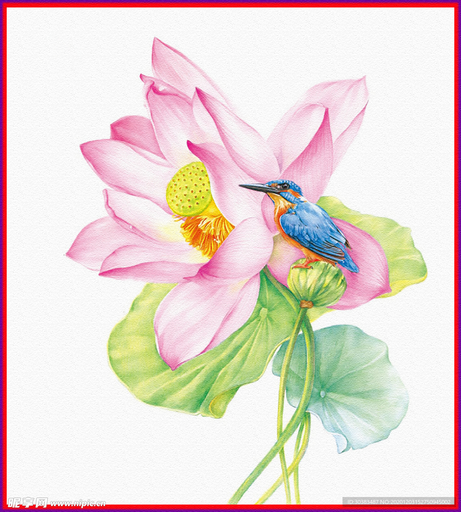 荷花 小鸟 插画