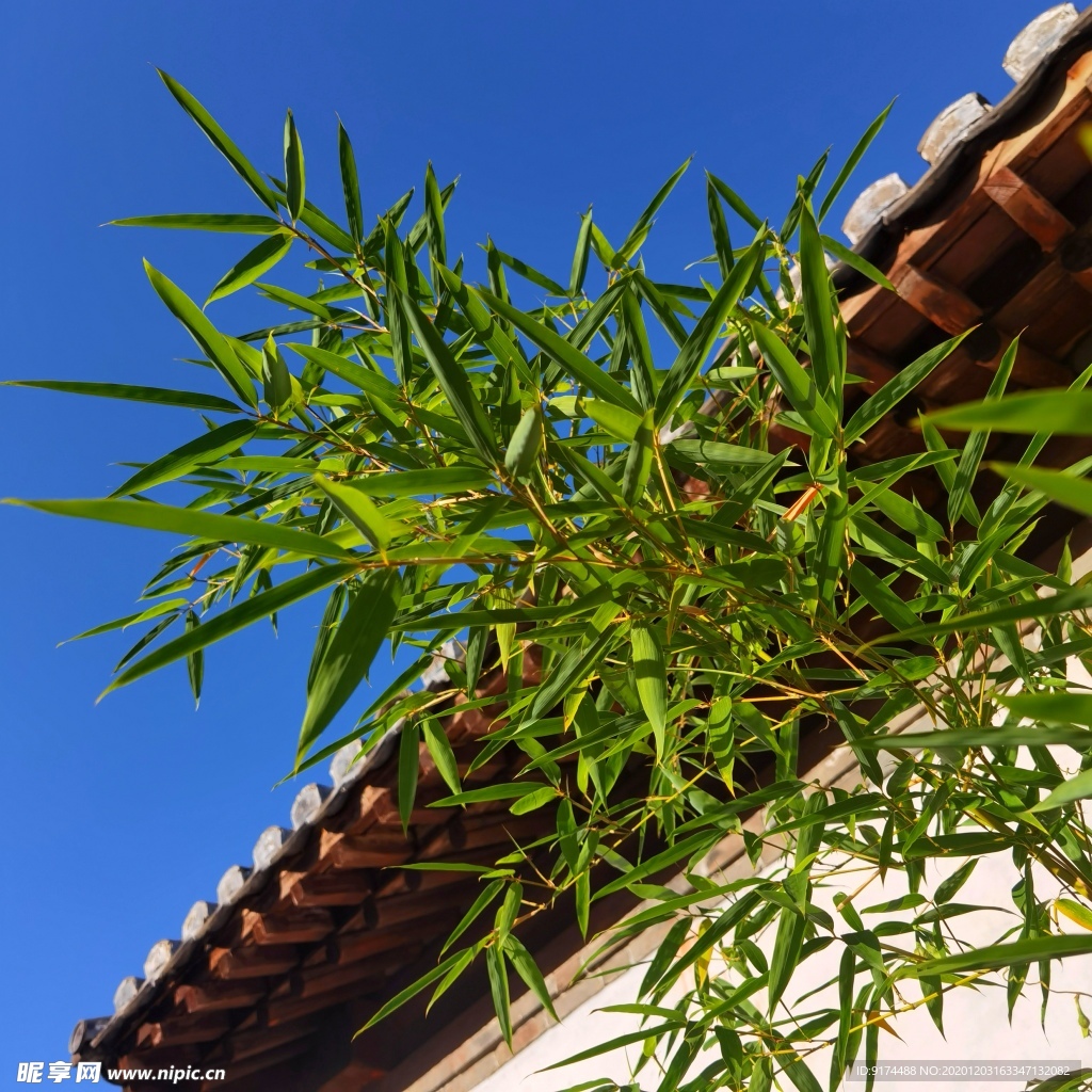 竹子 屋檐 围墙