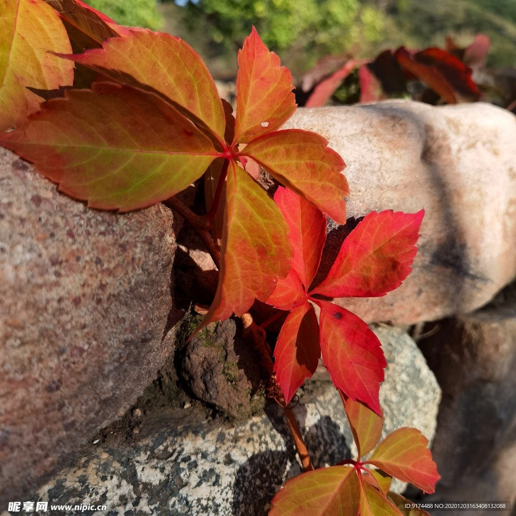 枫叶 红叶 叶子