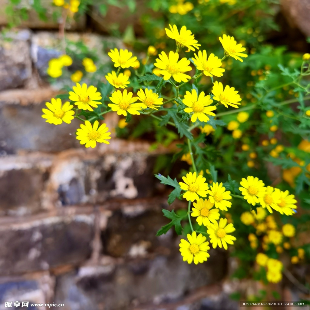 黄花 鲜花 植物