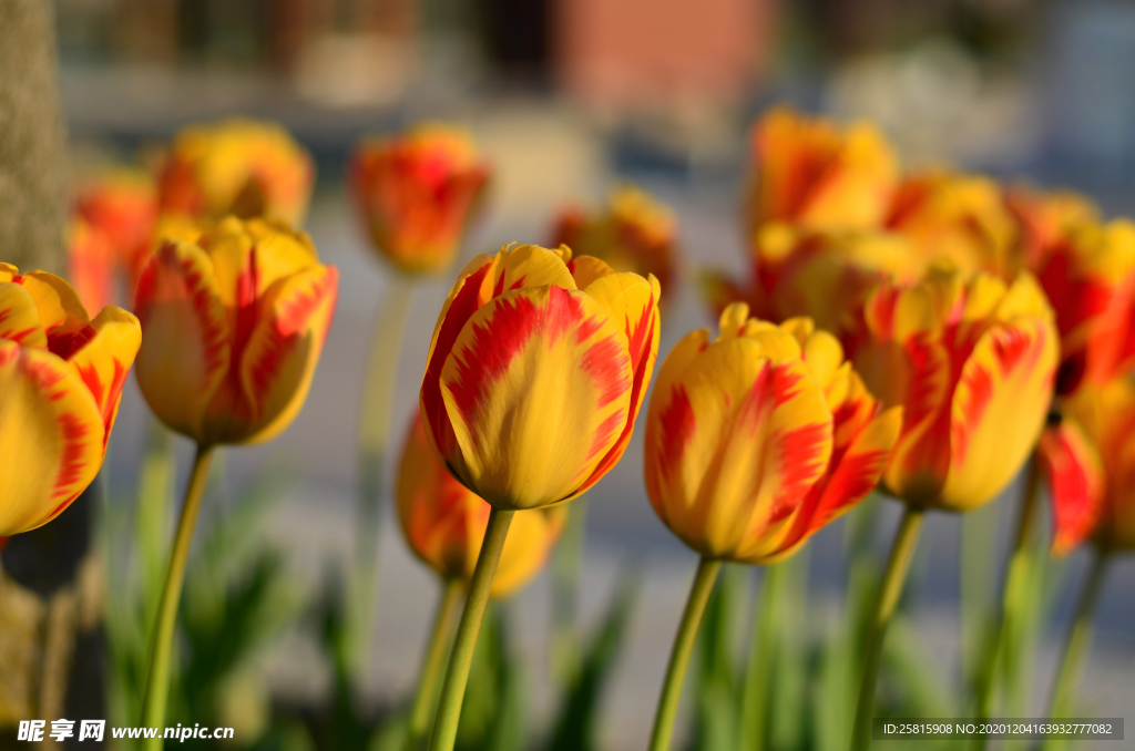 郁金香种植 郁金香栽培 白郁金