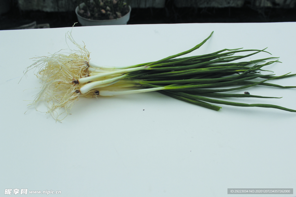 蔬菜 香葱