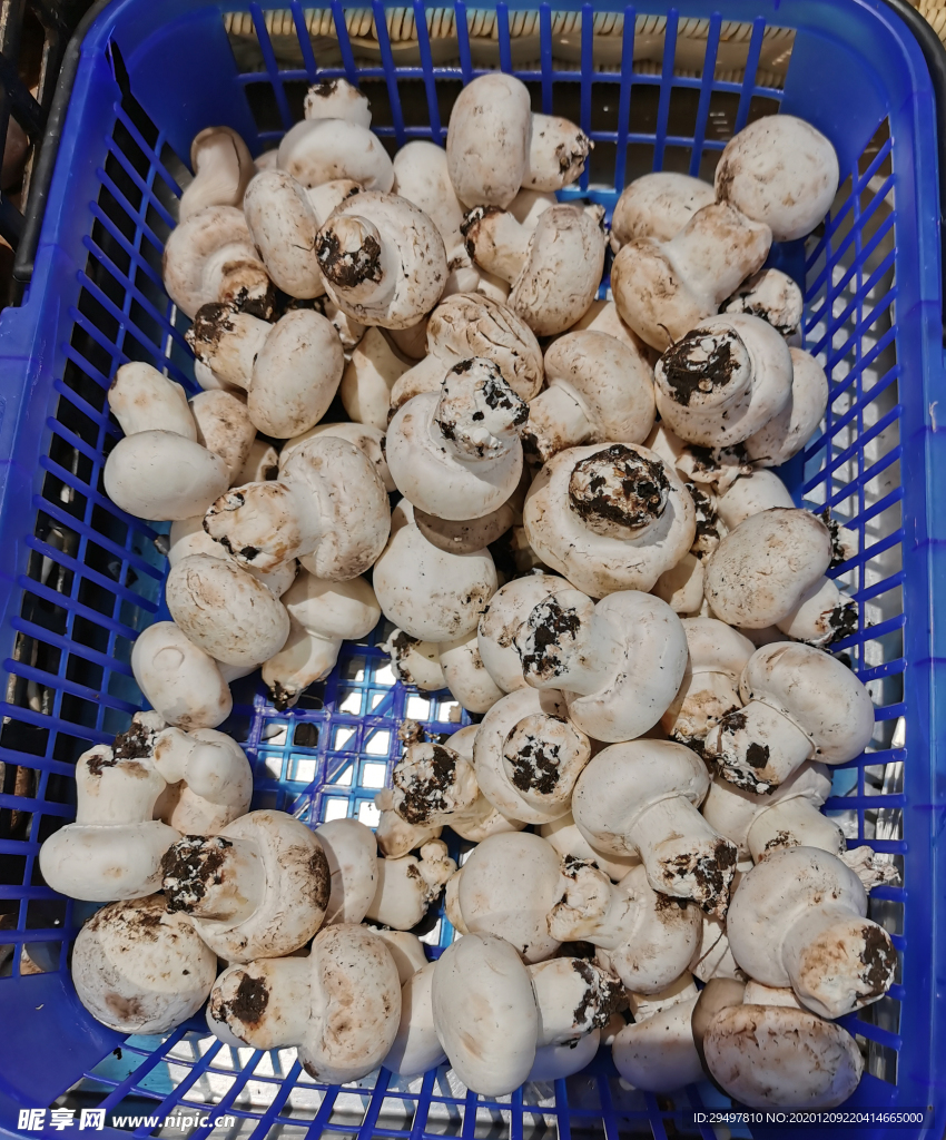 蘑菇